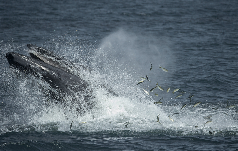 Humpback whale feeding in the New York Bight ©Julie Larsen Maher